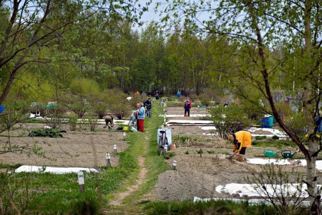Palstaviljely on suosittu harrastus. Kuva on Vaasan Korkealtamäeltä. KUVA: MINNA HIRVELÄ