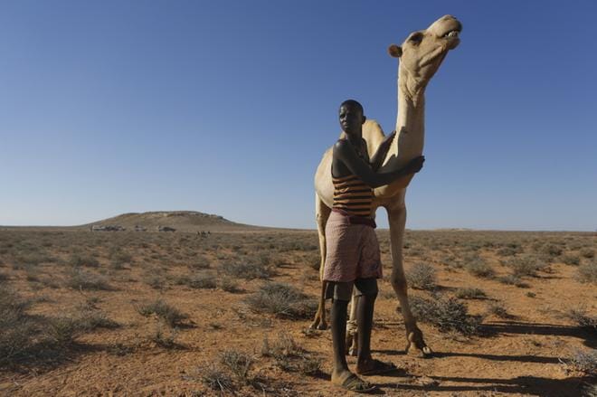 Perheensä jättänyt Ali Asair on matkustanut satoja kilometrejä etsiäkseen laidunmaata eläimilleen Somaliassa. Asair kuvattiin Puntmaassa viime perjantaina. Kuivuus on vaikuttanut Somalian nälänhätään. Kuva: Epa/Dai Kurokawa