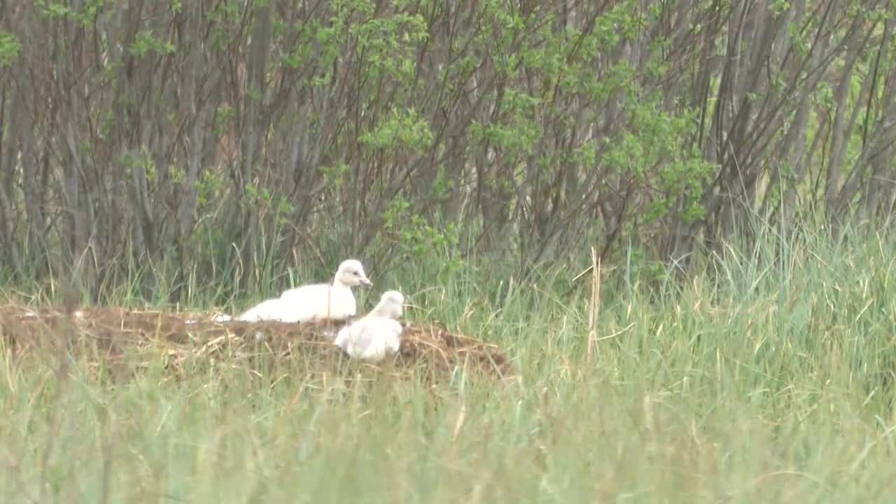 Joutsenen poikaset taapersivat emon perässä pesältä lähilampeen