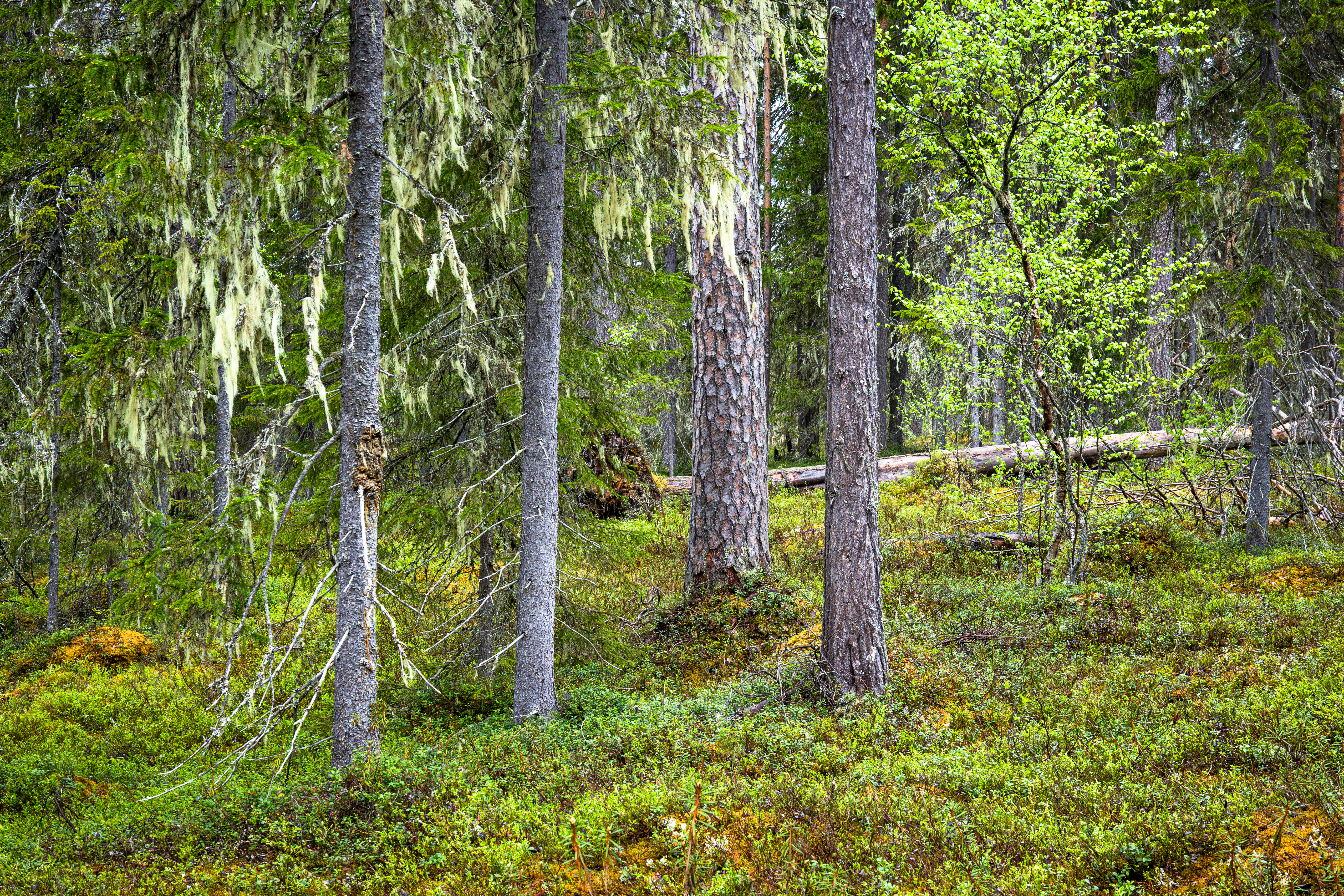 Kuusamosta ja Taivalkoskelta vuodessa 130 hehtaaria suojeluun Metso-ohjelmalla – uusien kohteiden valintaperusteet tiukentumassa