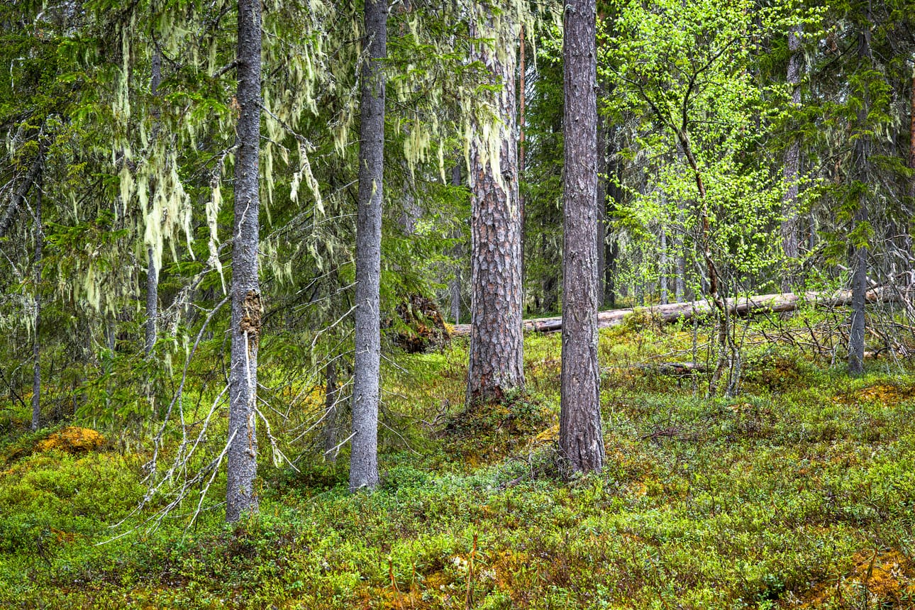 Metsien monimuotoisuuden toimintaohjelman eli Metson tavoitteena on ollut pysäyttää metsäisten luontotyyppien ja metsälajien taantuminen ja vakiinnuttaa luonnon monimuotoisuuden suotuisa kehitys vuoteen 2025 mennessä. Kuvituskuva.