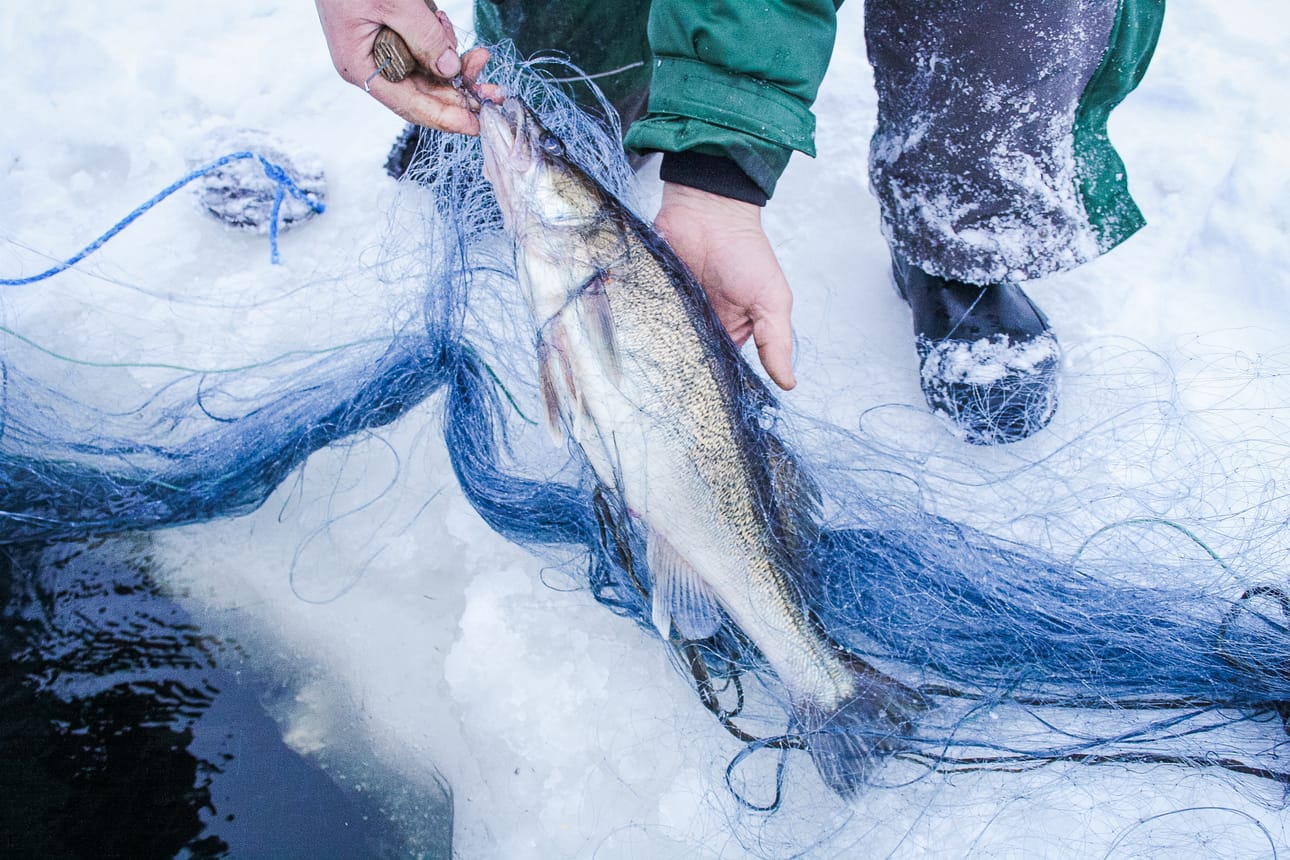 Järviseudun kalatalousalue esittää kuhan pyyntiin tiukennuksia.