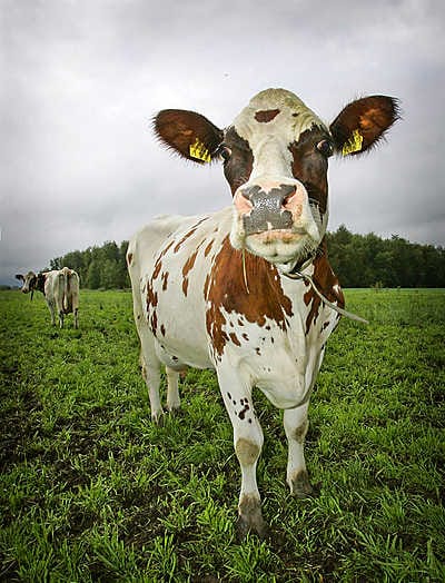 Esimerkiksi Lauri Tähkä ja Elonkerjuu sai sai verkkokaupan kautta lahjaksi lehmän faneiltaan.