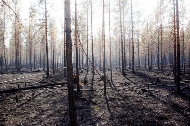 Metsäpalon tuhoamaa metsää Ängrassa, Ljusdalin kunnassa Ruotsissa. Suurin Ruotsin kymmenistä paloista on roihunnut juuri täällä. KUVA: MATS ANDERSSON / EPA
