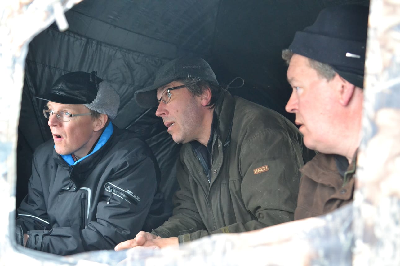 Olli Lamminsalo heittelee joutsenille kauraa ja ohraa. Reino Komulainen (vas.) ja Vesa Kaulanen ottavat oppia. Laulujoutsenet tulevat vain muutaman metrin päähän kuvauskojusta. Vuosien ruokinta on kesyynnyttänyt ne.