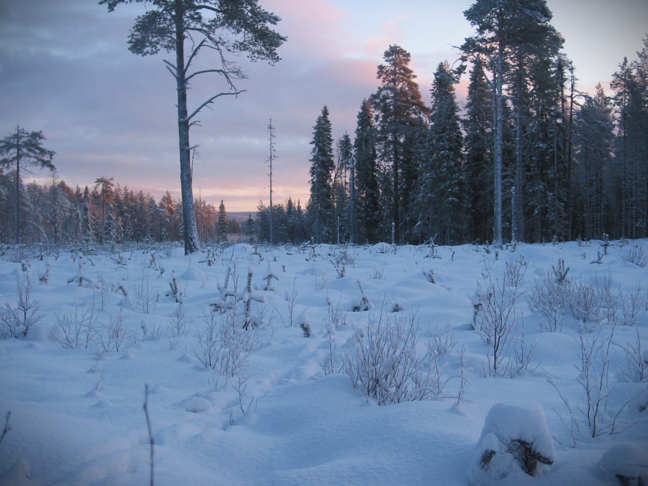 Pudasjärvellä lunta oli vuodenvaihteessa niukasti, tykkyä ei lauhan joulukuun takia ollut puissa lainkaan.