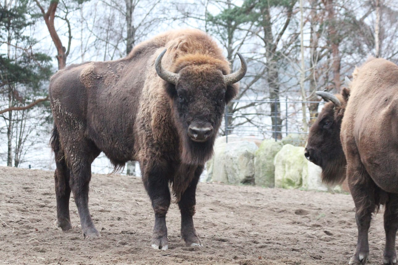 Visenttisonni on Korkeasaaren eläintarhan painavin eläin. Se painaa yli 800 kilogrammaa. Kuva: Korkeasaaren arkisto/Mari Lehmonen.