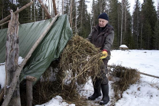 Apilasta jotkut hirvieläimet syövät vain herkkupalat, kun toisille ne kelpavat korsineen. Jaakko Hakola kertoo havainnoistaan myös videolla. KUVA: JARI E. HAKALA