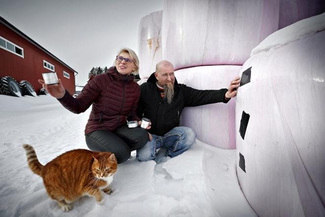 Maarit Noppa ja Simo Perälä suojaavat säilörehupaaleja siimoilla. Auki nokittuja paaleja pelastetaan teipillä. Ilmajokelaiset maitotilalliset sanovat, että Tiikeri-kissasta ei ole naakkavahdiksi, mutta naakan mahdollinen metsästyslupa toisi helpotusta naakkakannan harventamiseen ja sitä kautta tuhojen vähentämiseen. KUVA: TOMI KOSONEN