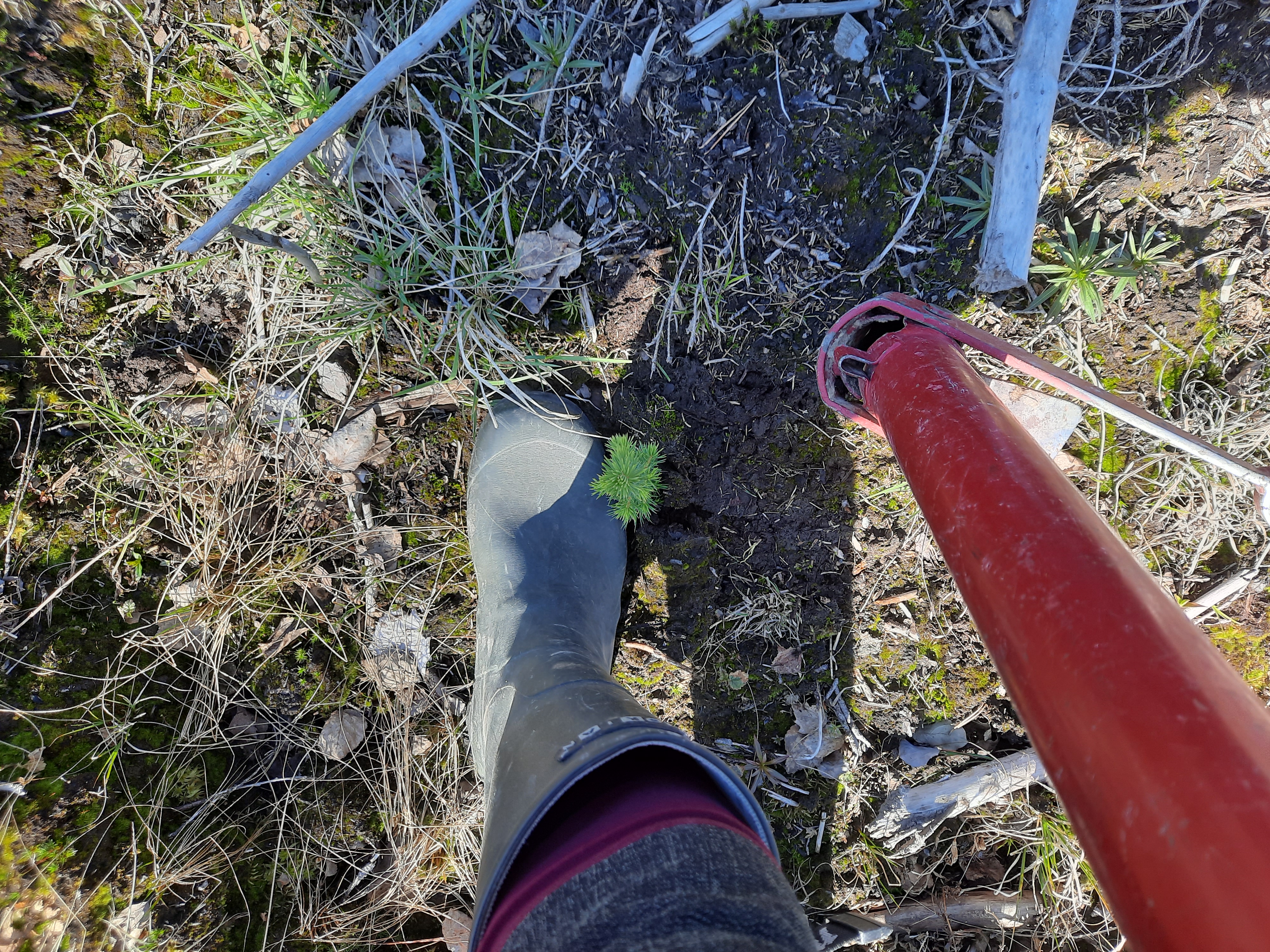 Nyt se on tutkittu: Taimikon raivaus ja metsän istutustyöt kohottavat kuntoa