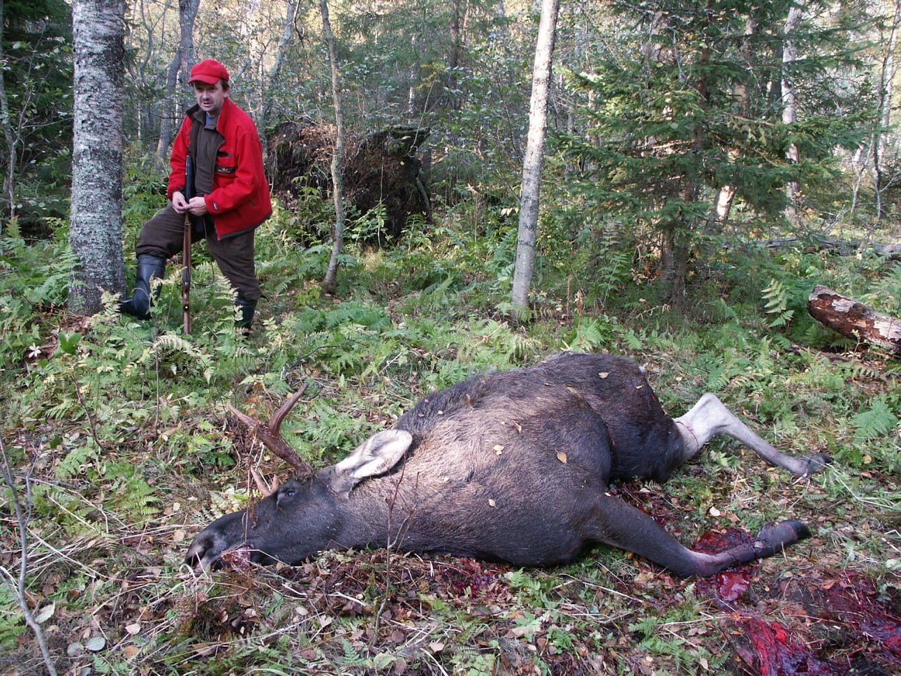 Hirvikanta vaihtelee edellisvuosien suurten lupamäärien vuoksi.