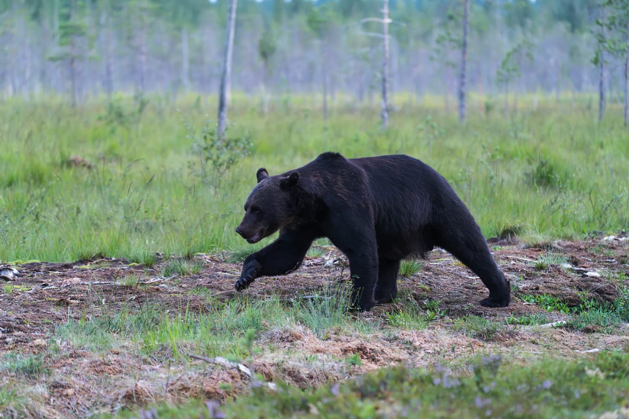 Karhu on Kuhmon luontosafarien ehdoton tähti. Vaikka karhuhavaintoja ei voi luvata, kesäiltaisin metsän valtias näyttäytyy usein kärsivällisille odottajille. Juhannuksen jälkeen harvoin on karhuttomia iltoja ja öitä.
