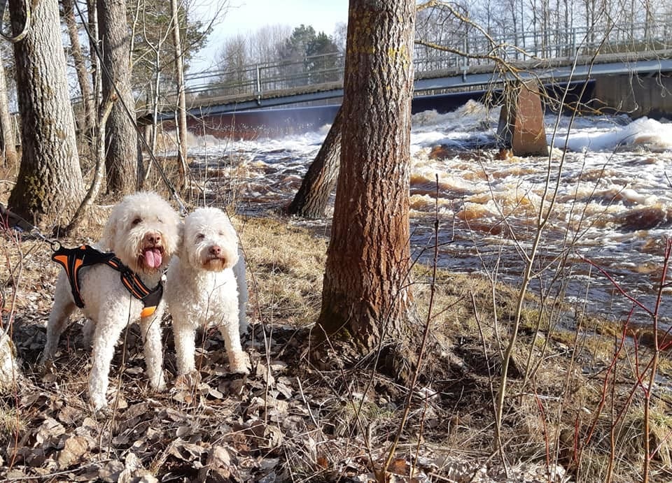 Hannele ja Risto Törmäsen koirat Charlie ja Suosikki elävät Törmästen kodissa perheenjäseninä. Hopeanuolen Kennelissä kasvatetaan kahta koirarotua: lagotto romagnoloa ja coton de tulearia.