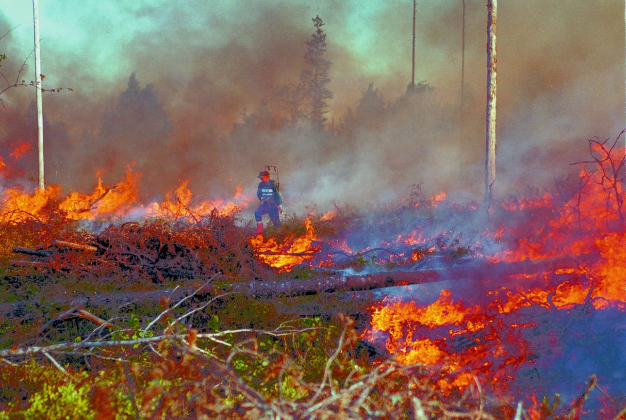 Kuvituskuva. Metsähallituksen hakkuuaukean kulotus.