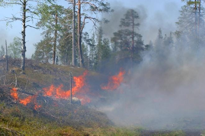 Kuva on valvotusta kulotuksesta hakkuualan ja metsän rajalla Posiolla kesäkuussa 2011. KUVA: ARKISTO