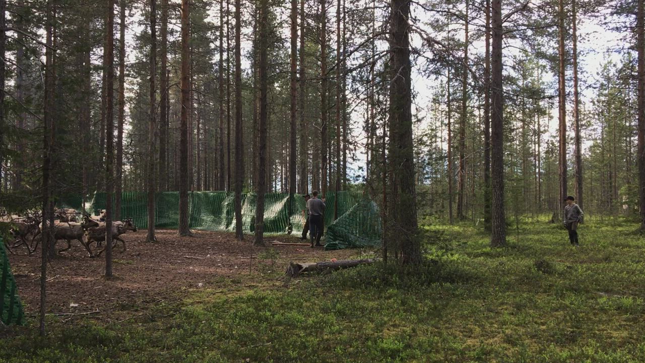 Amelia on ensimmäistä kertaa Suomessa eikä hätkähdä vasanleikon verta tai maahan tippuvia korvan paloja: "Se näyttää kaamealta, mutta vasat eivät näytä piittaavan siitä"