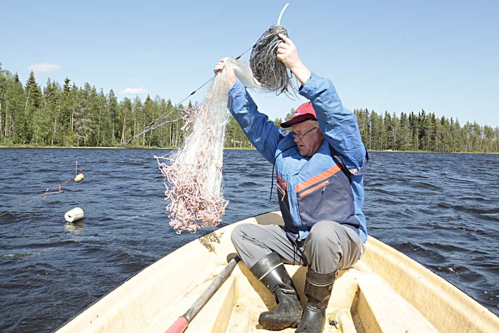 Verkkokalastajien määrää vähenee vuosi vuodelta. Varttuneemmat pyytäjät ovat tunnollisia kalastuslupien maksajia. Esko Inget laskee verkkoja Inkeenjärveen.