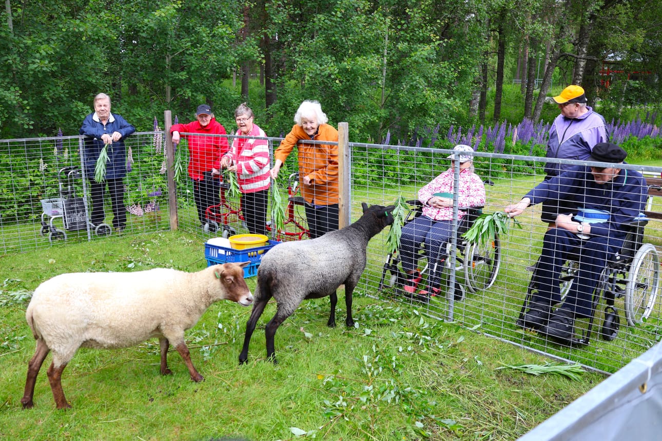 Koivukartanon, Willa Waltterin ja Willa Wilman asiakkaat olivat odottaneet hartaasti lampaita Isojoella.