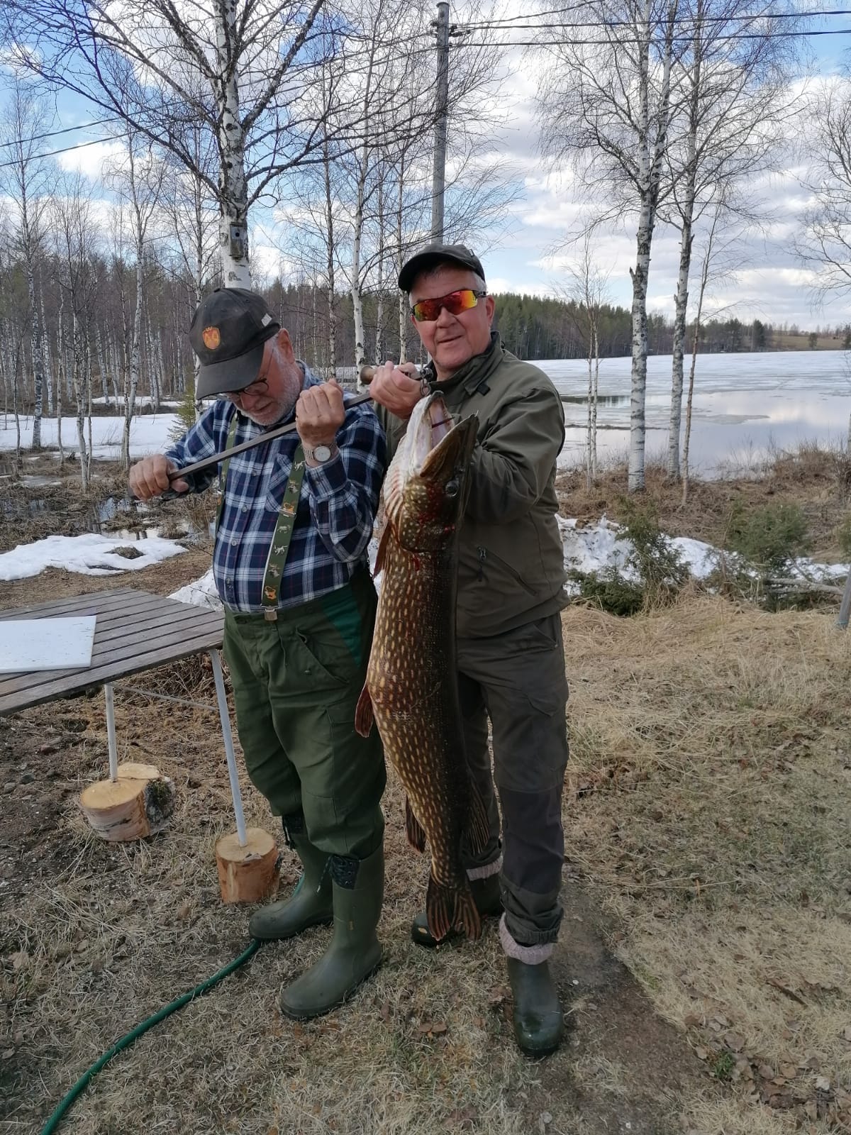 Iso-Kuopusjärven kalamiehet Oskari ja Timo verkottivat 11 kilogrammaa painavan hauen 24.5.2020. Venekin jouduttiin putsaamaan, kun vonkale valitti litran, pari mätiä veneen pohjalle. Punnituskin tapahtui vasta sen jälkeen, joten painoa oli alun perin enemmänkin kuin mitä puntari näytti. Timo veti kalan nahattomiksi filmiksi ja suurin osa saalista sai uuden muodon haukipullina.