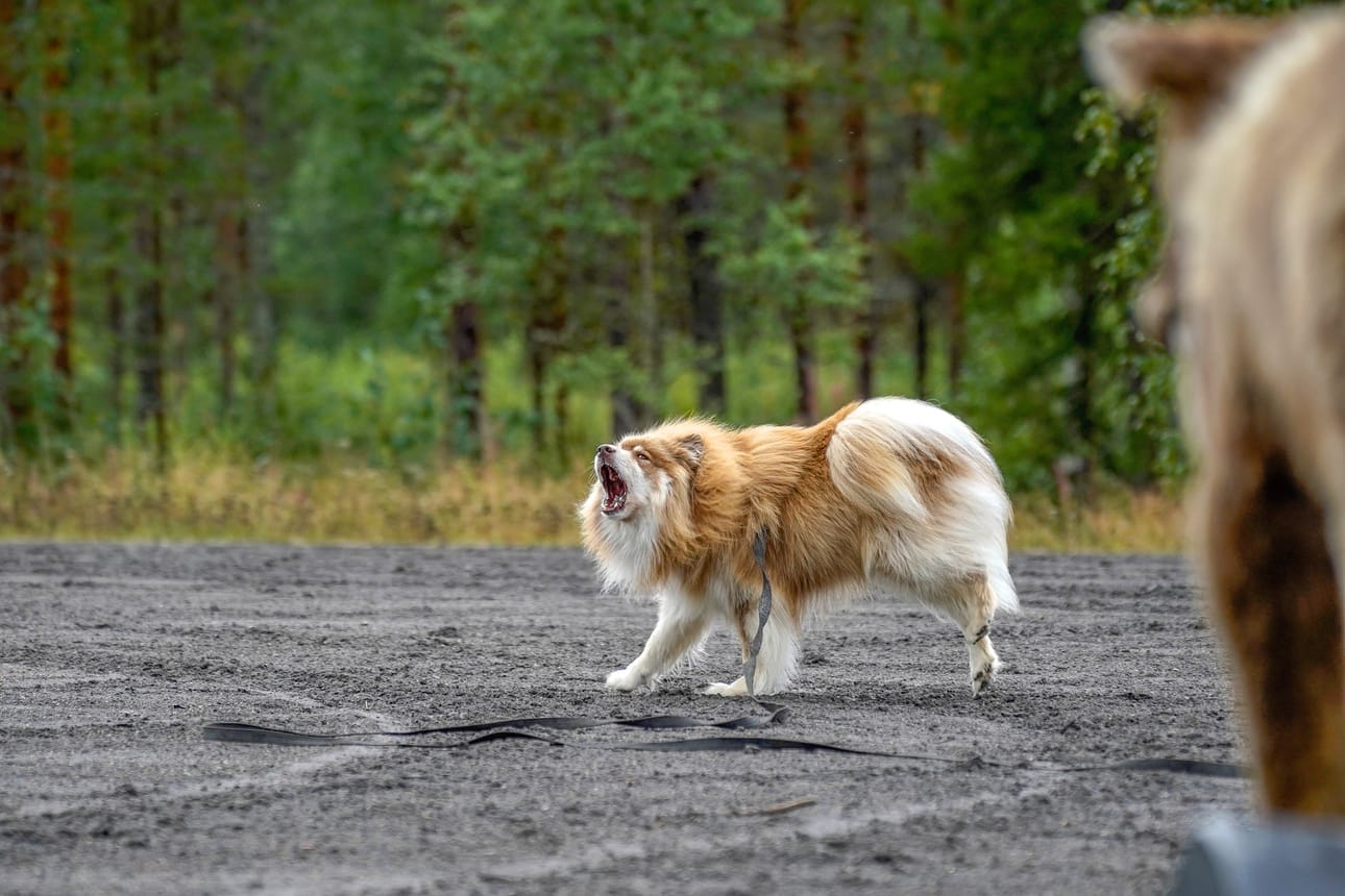 Jani Puolakanahon suomenlapinkoira Taavi ei pelännyt karhua, vaan yritti karkottaa sen ja suojella omistajaa asettumalla Puolakanahon ja karhun väliin.