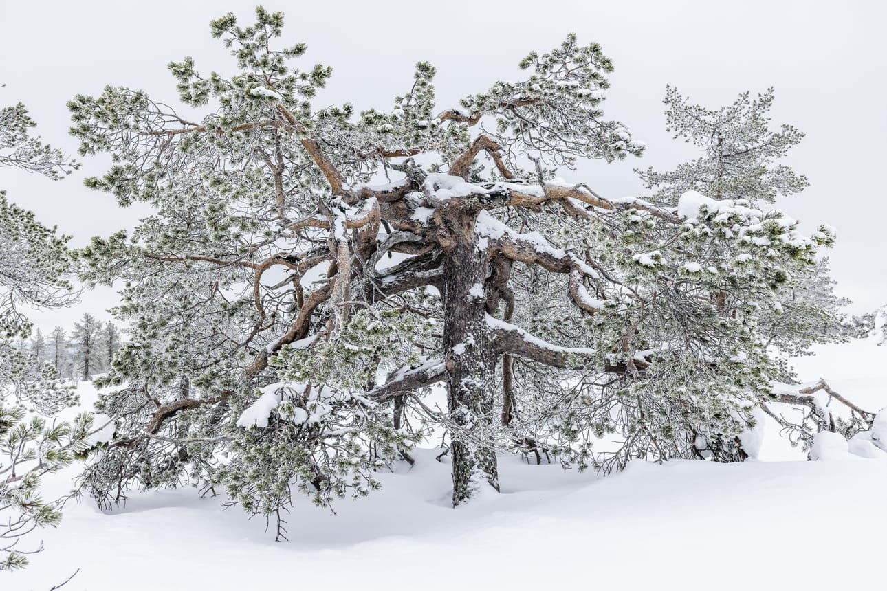 Pohjois-Lapissa joulukuuseksi voi ostaa kympillä enintään kolme metriä pitkän männyn tien varresta. Kävisikö tämä?