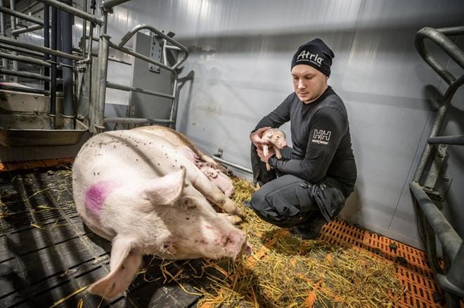 Henri Mäkelä sanoo, että tilalla on tehty kaikki taloudellisesti kannattavat investoinnit eläinten hyvinvointia varten. Tilalla on käytössä muun muassa vapaaporsituskarsinat. KUVA: MAIJA SAANIO