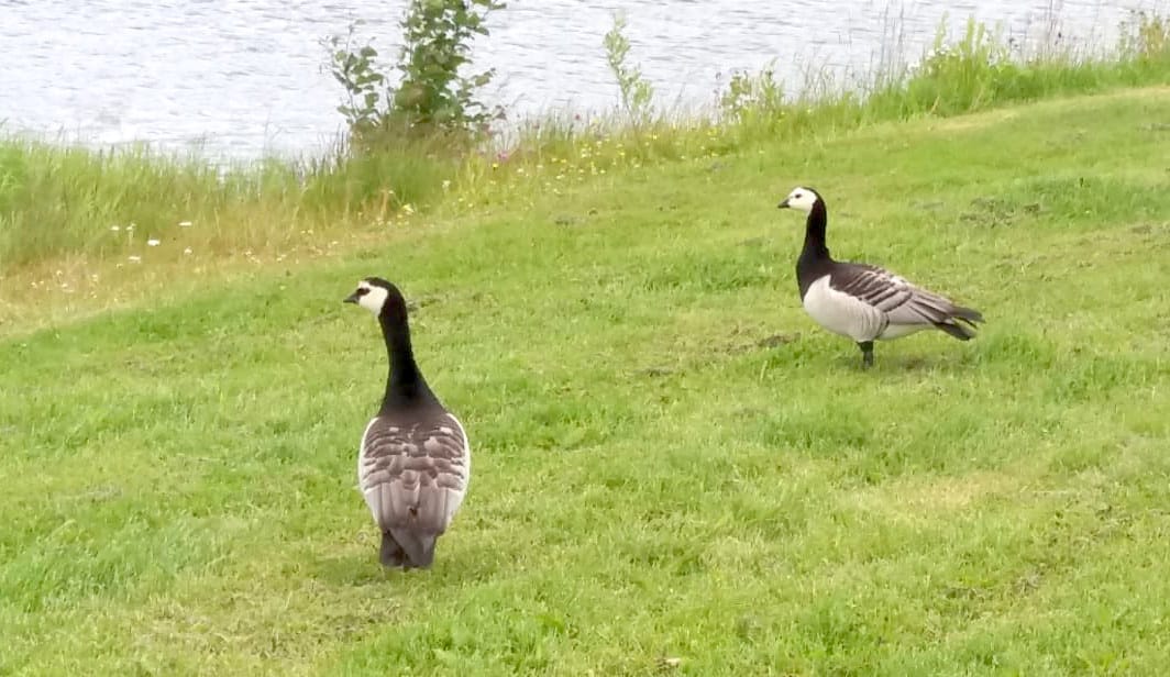 Kyllä cityhanhi kaupungin tunnistaa. Valkoposkihanhipari väävähti Raitsun nurmikolla hetkisen.