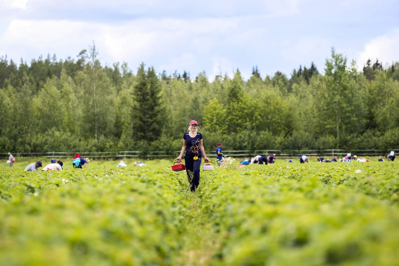 Monet ukrainalaiset mansikanpoimijat ovat työskennelleet Suomessa jo kymmenenkin kesää.