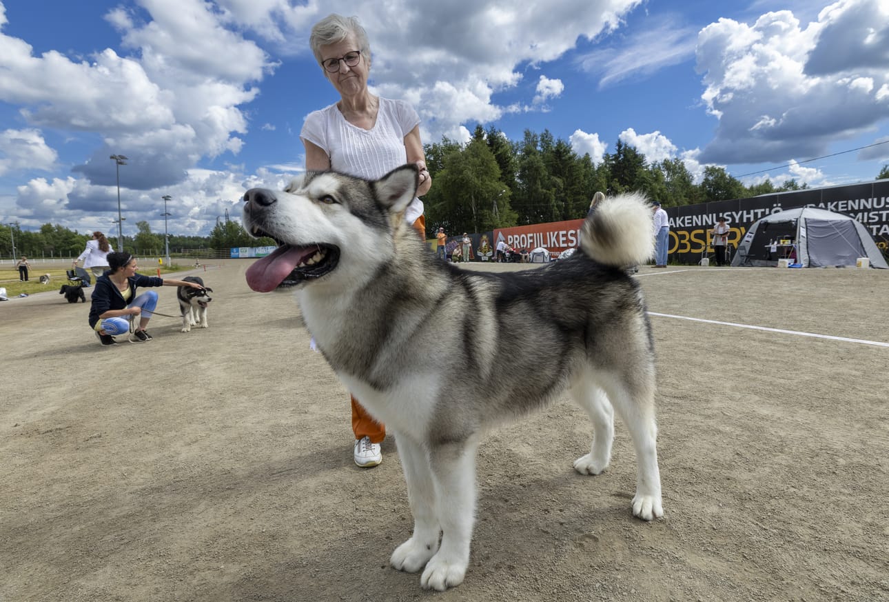 Ulla-Maija Alarieston Togo-koira palkittiin urosten voittajana Oulu INT & NAT -koiranäyttelyssä.