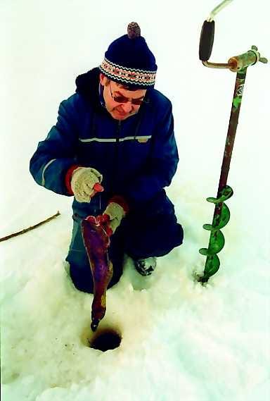 Nyt sitä saa. Made liikkuu ja käy pyydyksiin parhaiten helmikuussa, nousevan kuun aikaan, tietää Sakari Hyytinen Oulaisista. Vaikka matikan määrä Pohjanmaan joissa ja järvissä on vähentynyt, hyvällä onnella voi saada tällaisiakin kaunokaisia.