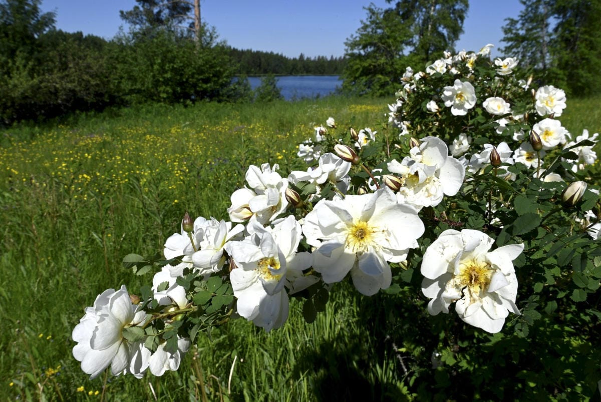 Sää on ollut lähes koko maassa hyvin helteinen. LEHTIKUVA / Heikki Saukkomaa