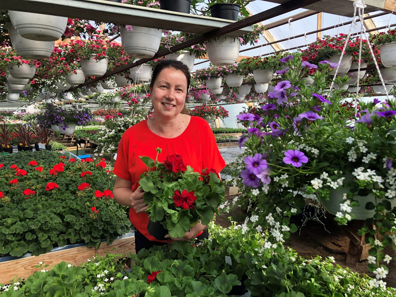 Leena Latvalan esittelemä pelargonia kuuluu kesäkukkien suosikkeihin.