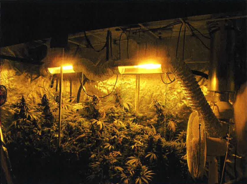 Miehet viljelivät laittomasti hamppua ulkorakennuksissa. Kuva poliisin esitutkintamateriaalista.