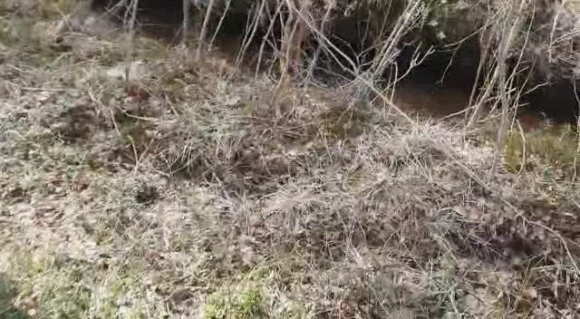 Vasa oli pulassa metsäojassa Lumijoella