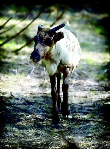 Ennallaan. Porotalouden otaksutaan pysyvän muuttumattomana lähitulevaisuudessa.