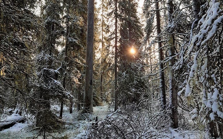 Yksityisellä maalla sijaitsevasta luonnonsuojelualueesta ei tarvitse maksaa kiinteistöveroa.