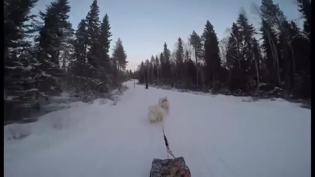 Samojedien rekiretki