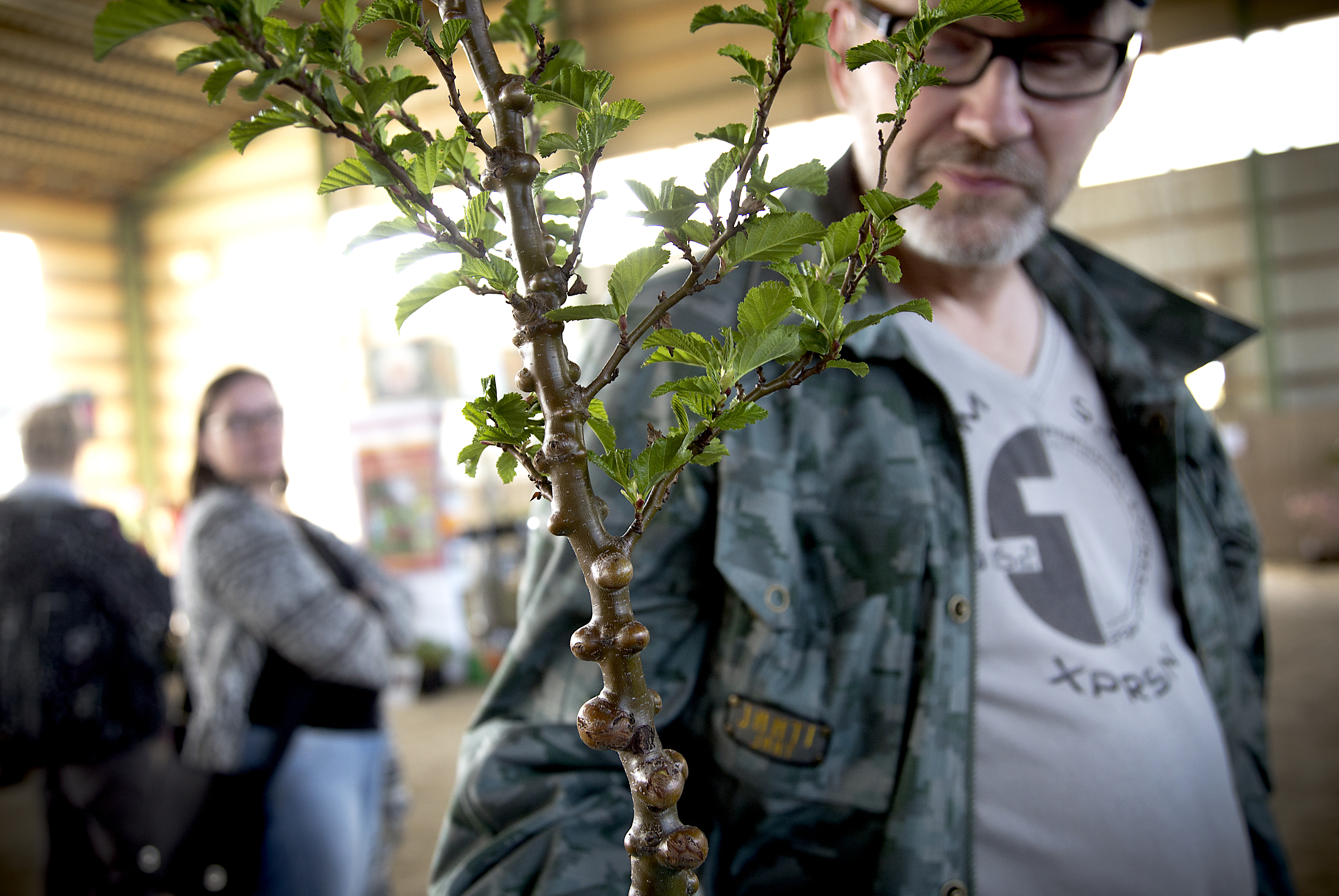 Löytö puutarhamessuilta. Kari Kivimäki liittää tämän harvinaisen muhkuraharmaalepän noin 40 puun kokoelmaansa Pyhäjoella.