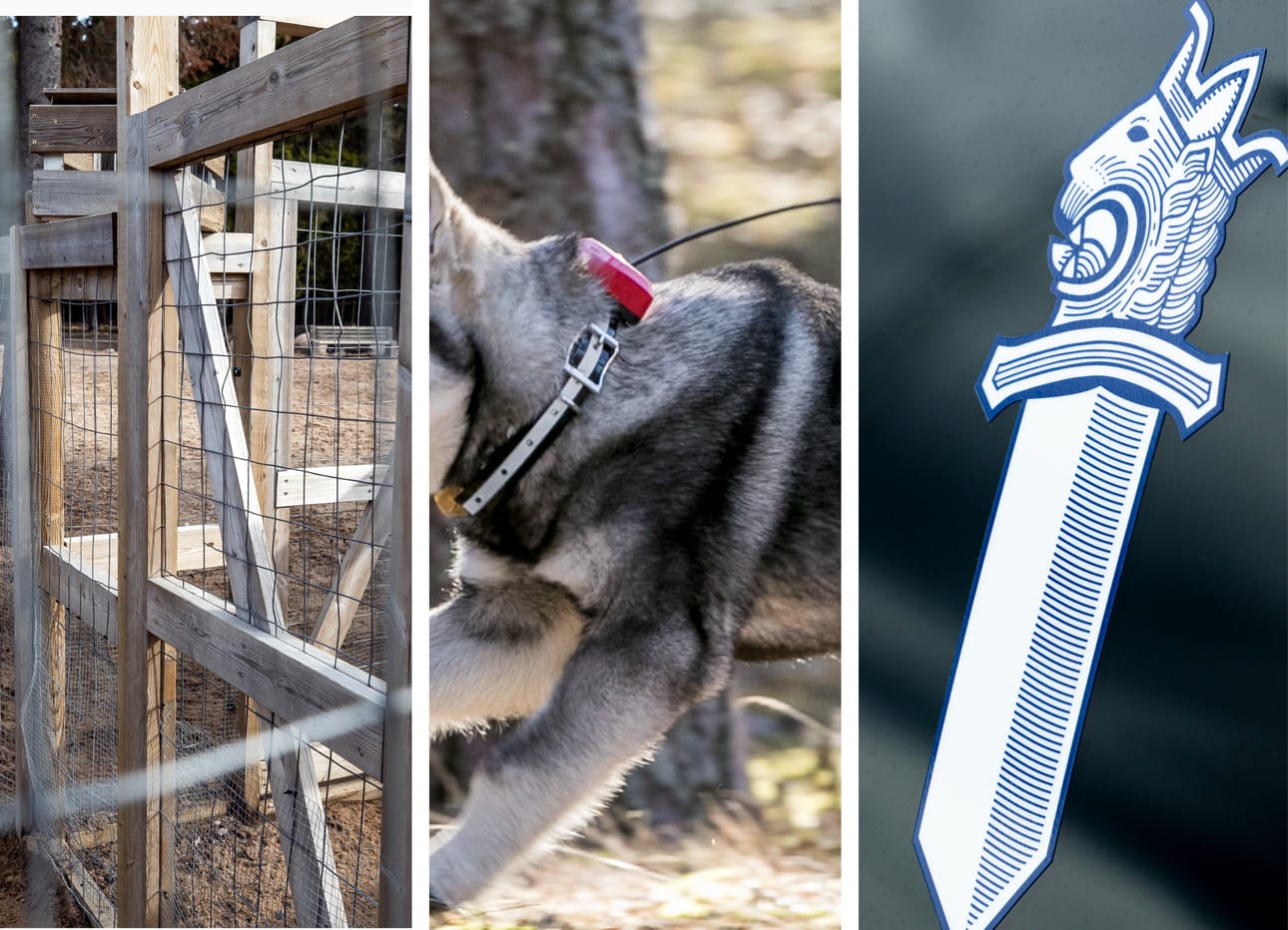 Isokyröläismiehen mukaan naapurin koirien haukunta vei häneltä työkyvyn. Koiranomistaja sai syytteen kotirauhan rikkomisesta. Kuvituskuva.