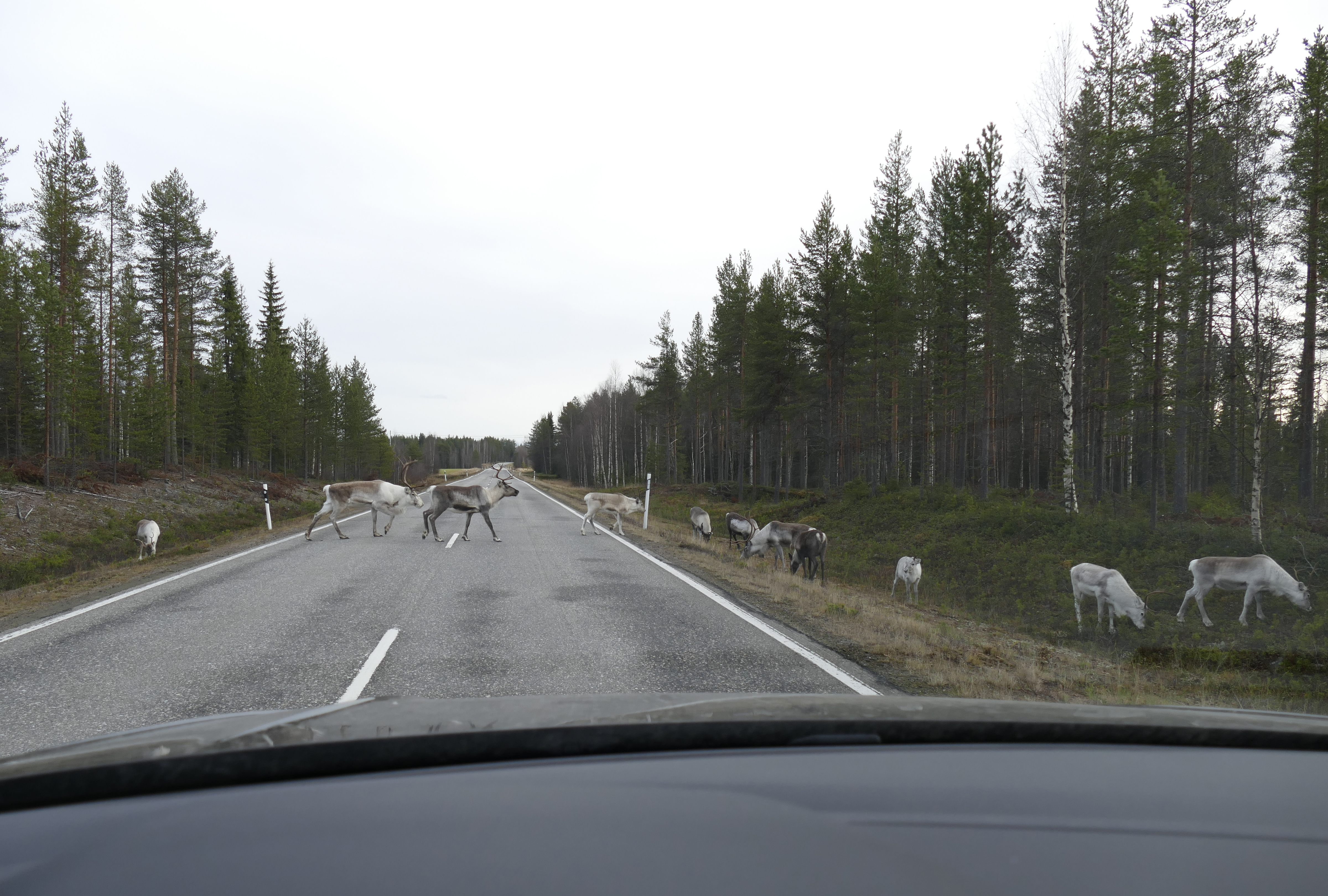 Porot liikkuvat syksyisin yleensä suurina laumoina.