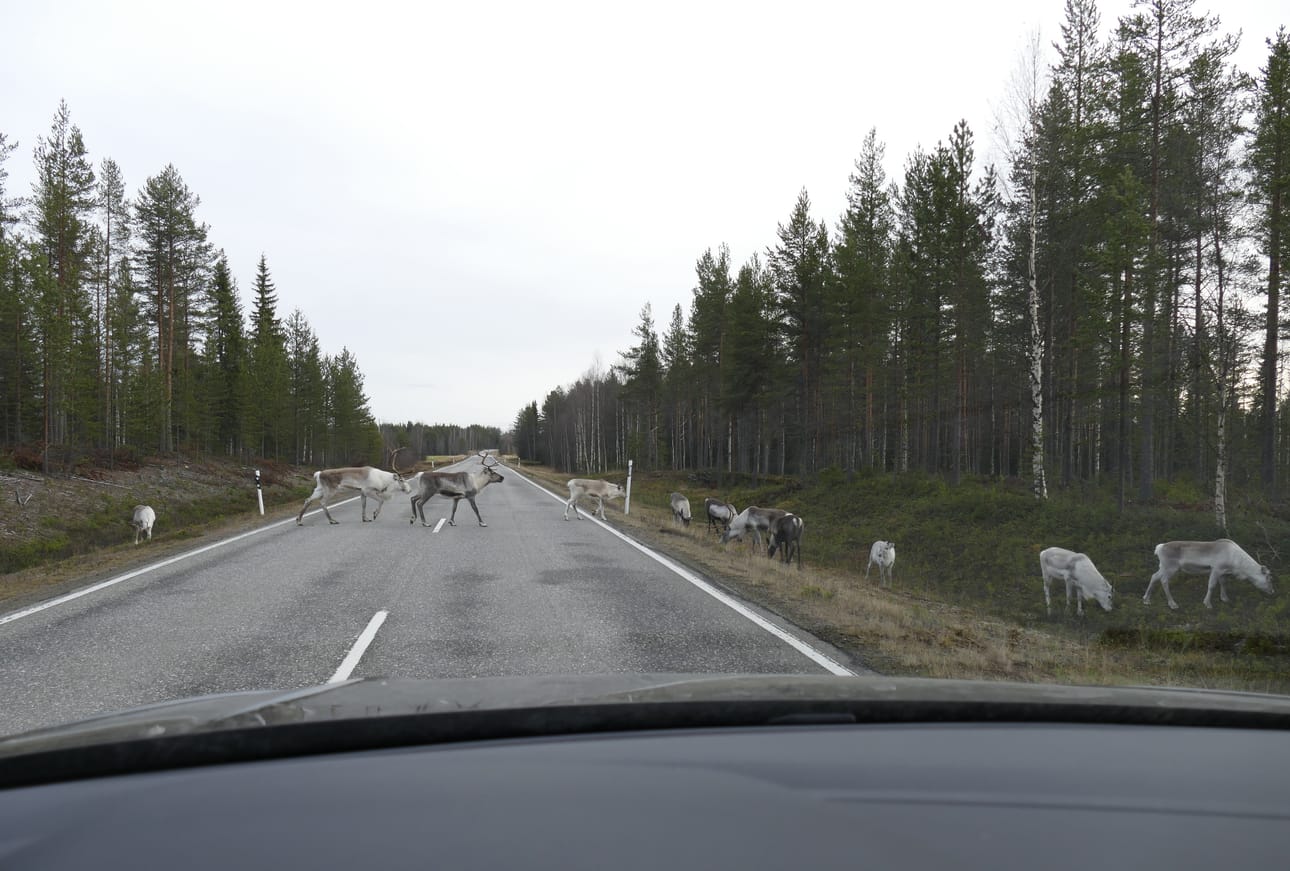 Porot liikkuvat syksyisin yleensä suurina laumoina.