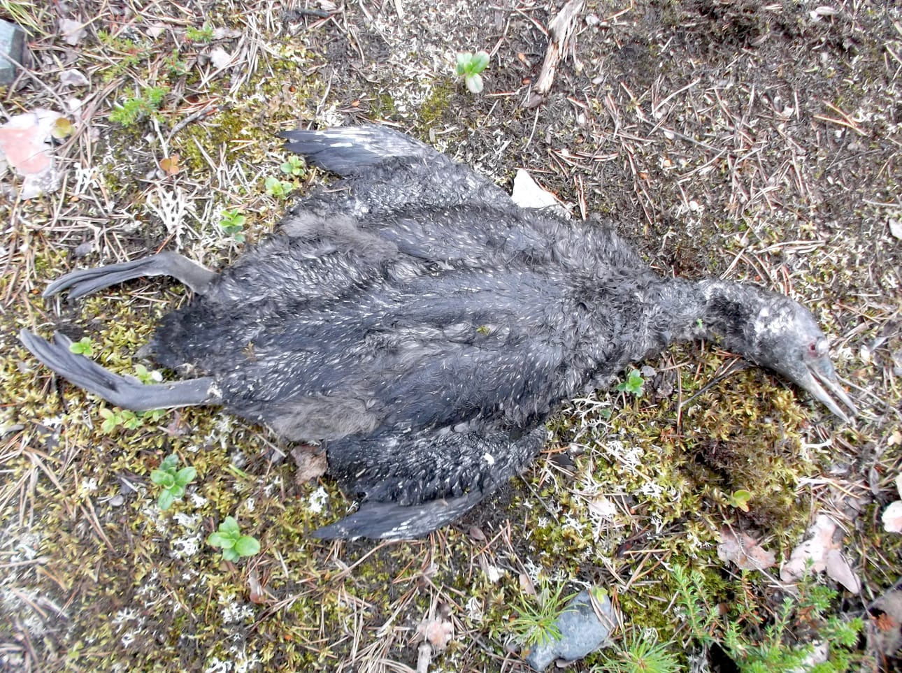 Erätarkastaja Jani Suua teki karun löydön, kun hän löysi ammutun kaakkurin.
