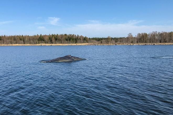 Lotaksi nimetty valas tarttui lauantaina pyydykseen Bergön saaren pohjoispuolella Maalahdessa. KUVA: MERIVARTIOLAITOS