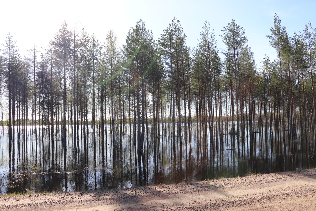 Petäjäkankaantien varresta Kollajalta. Kuva perjantailta.