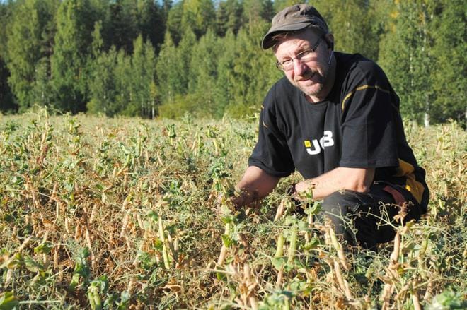 Parin viikon päästä päästään hernettä puimaan, arvioi Pekka Karhukorpi. KUVAT: EEVA-LIISA KULJU
