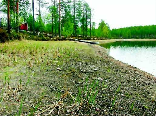 Heinikoksi. Ankkalammen ennen hieno hiekkapohja pukkaa heinää jo leveällä kaistaleella.