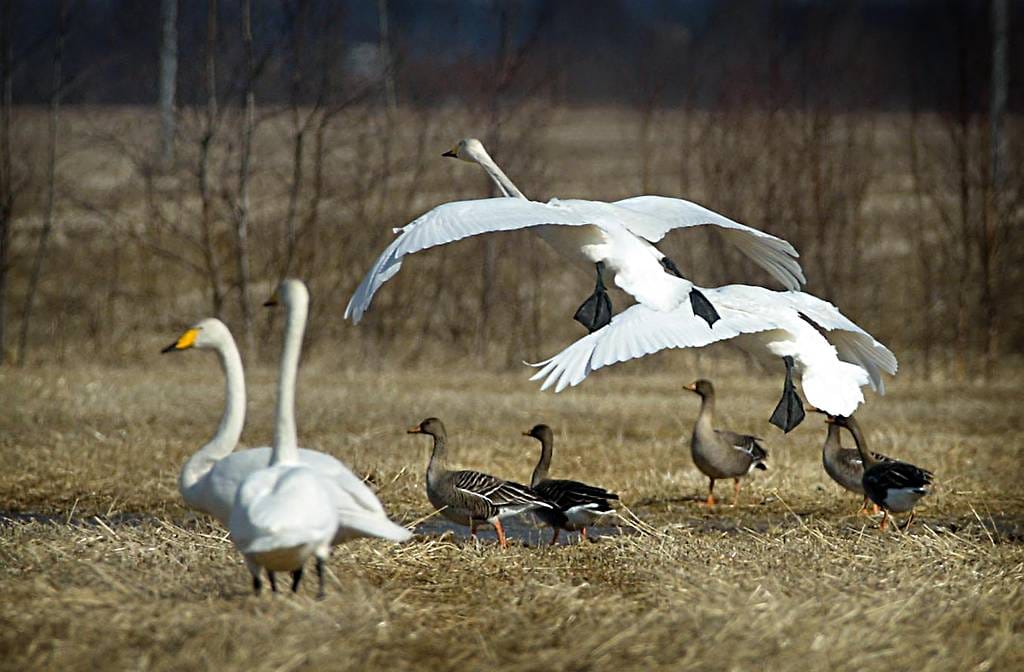 Joutsenista on tullut uhka metsähanhille.