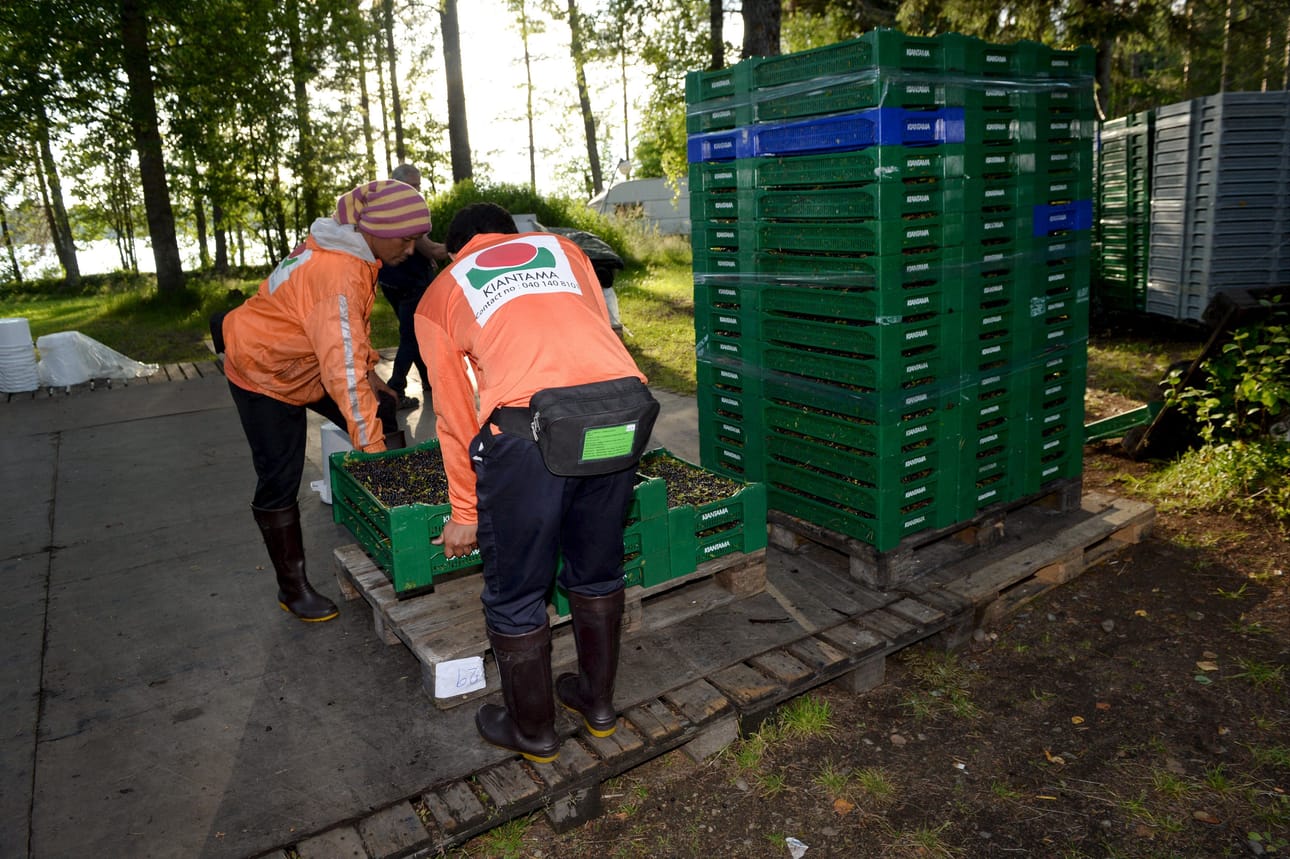 Syyttäjän mukaan thaimaalaiset poimijat pääsivät Suomeen, kun suomalaisyritykset maksoivat Thaimaan työvoimavirastolle.