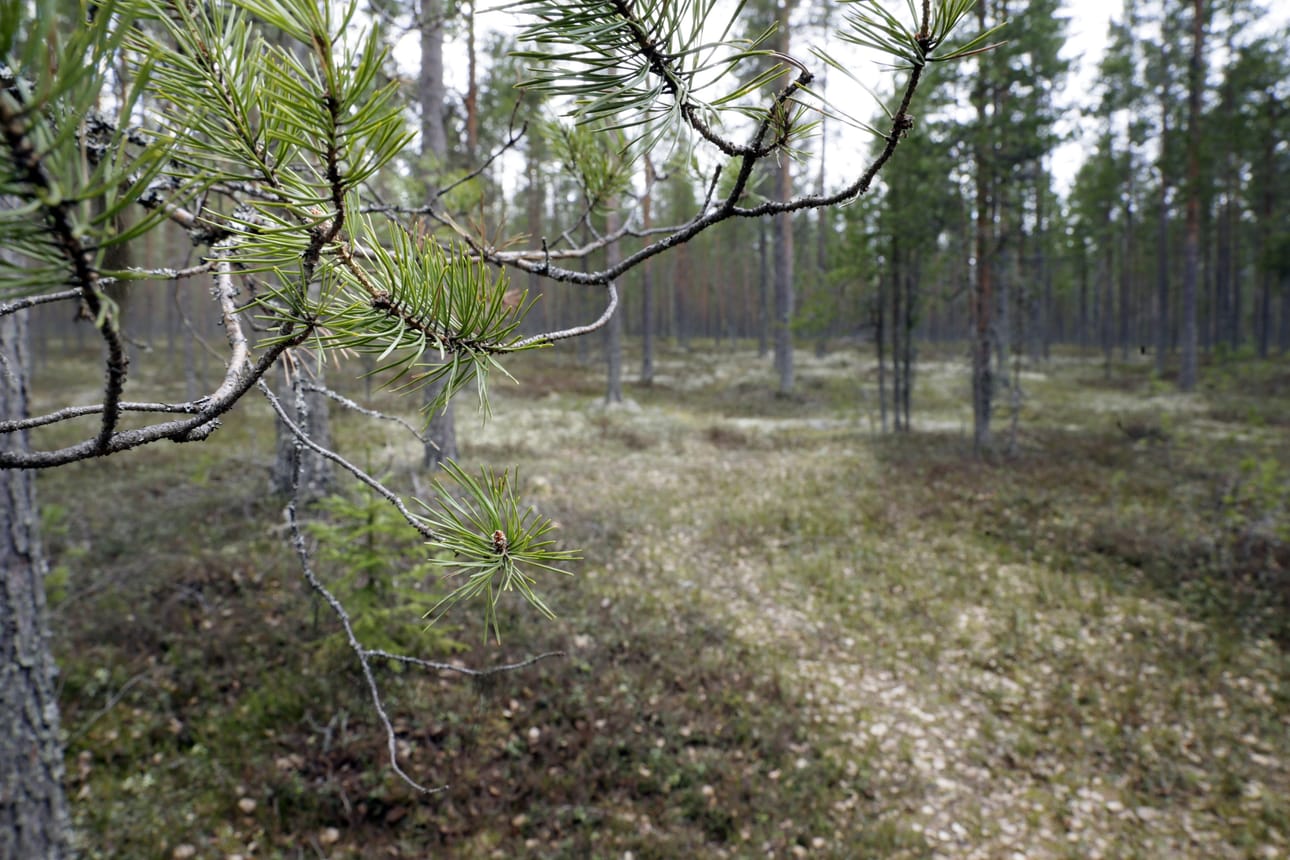 Sanginjoen ulkometsän kehittämisestä järjestetään työpaja.