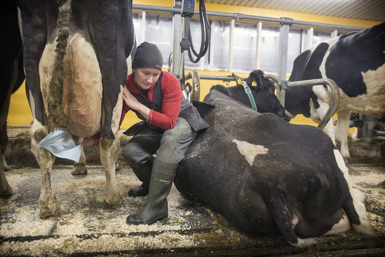 Liisa Luukinen työskentelee lomittajana veljensä maatilalla Limingassa. Tilan lehmistä on lypsetty aiempaa selvästi enemmän maitoa, mikä hieman helpottaa maidosta saatavan hinnan jatkuvaa laskua.